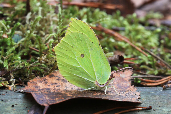 Lapsuliblikas (Gonepteryx rhamni).