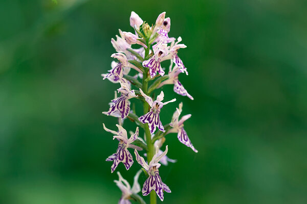 Vööthuul-sõrmkäpp (Dactylorhiza fuchsii)