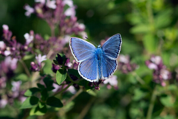 Siniliblikas (ld Lycaenidae)