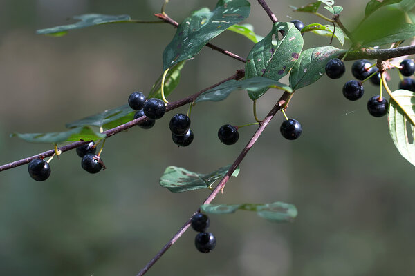 Paakspuumarjad (ld Frangula alnus) on mürgised