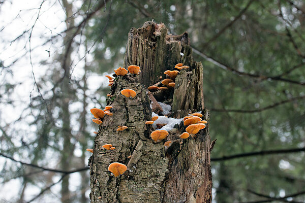 Kuldkülik (ld k Phyllotopsis nidulans). 