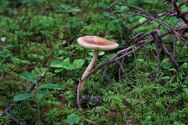 Kollakaspruun kärbseseen (Amanita fulva)