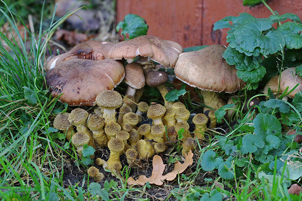 Armillaria sinapina