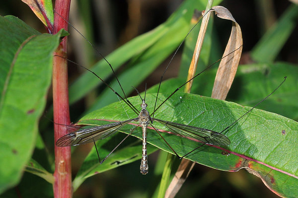 Sääriksääsk (sugukond Tipulidae). 