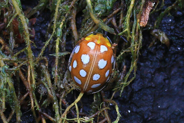 Kahvatu käokirjak (Halyzia sedecimguttata). 