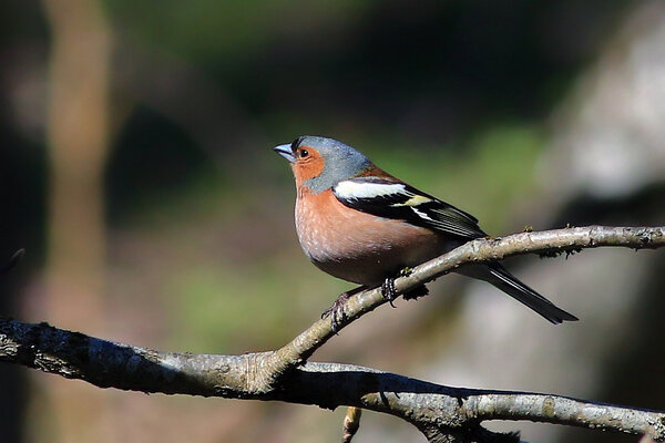 Metsvint (isaslind) (Fringilla coelebs).