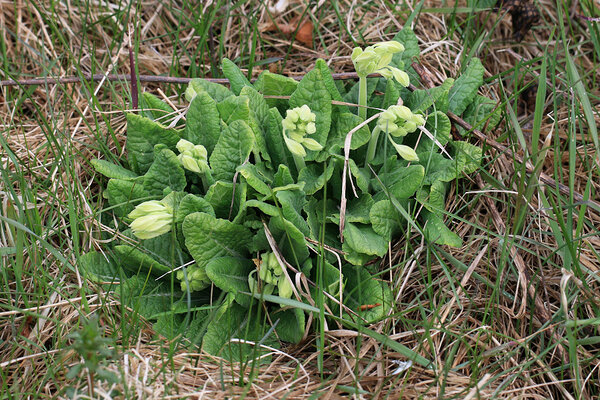 Nurmenukk (Primula veris) enne õitsemise algust. 