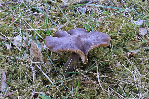 Kevad-punalehik (Entoloma vernum) – mürgine seen! 