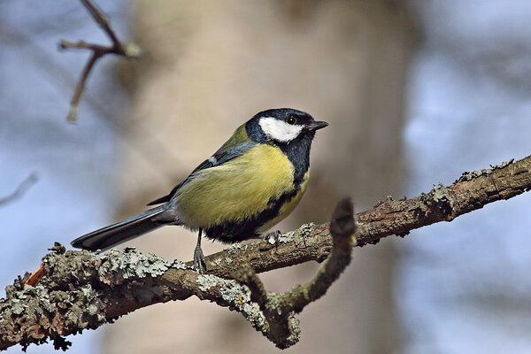 Rasvatihane (lad k Parus major).