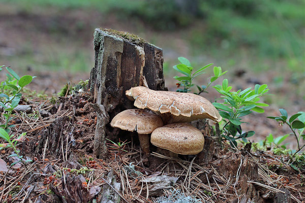 Kollane hammaslehik (Lentinus lepideus) 