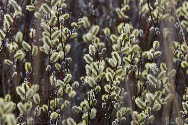 Õitsev vitspaju (Salix viminalis)