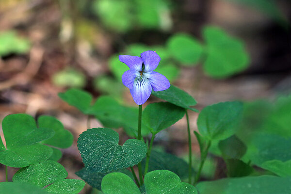 Koerkannike (ld Viola canina L.)