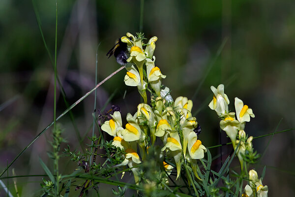 Harilik käokannus (ld Linaria vulgaris)