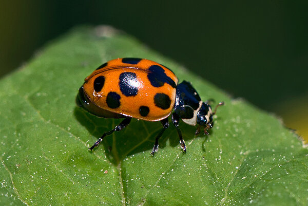 Kroontriinu (Hippodamia notata)