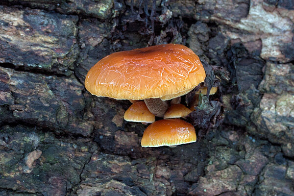 Puidu-sametkõrges (ld k Flammulina velutipes). 