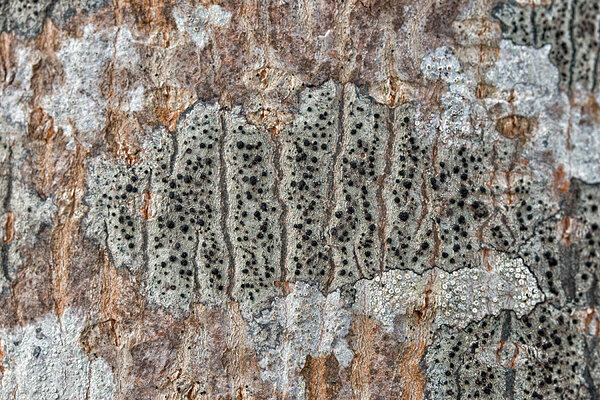 Piir-kärnsamblik (Lecidella elaeochroma). Foto: Oleg Tsõmbarevich