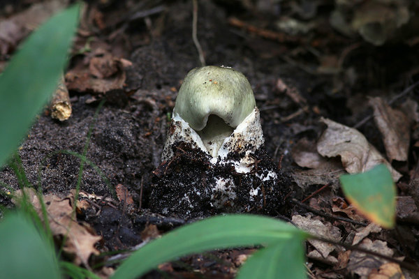 Roheline kärbseseen (Amanita phalloides)