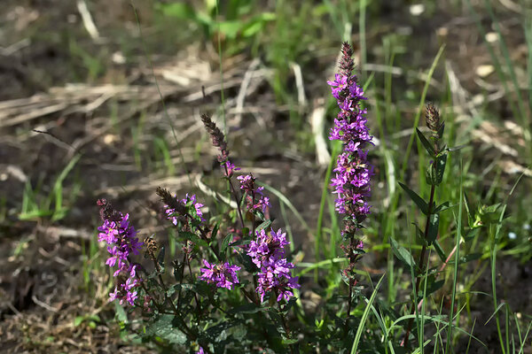 Harilik kukesaba (Lythrum salicaria). Foto: Oleg Tsõmbarevich