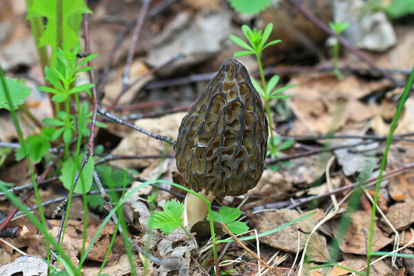 Kuhikmürkel (Morchella conica). 