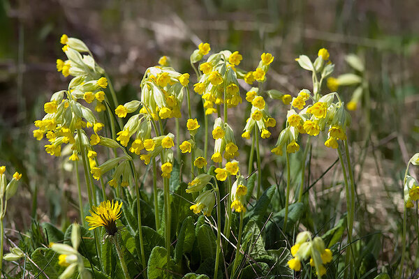 Nurmenukk (Primula veris) õitseb. 