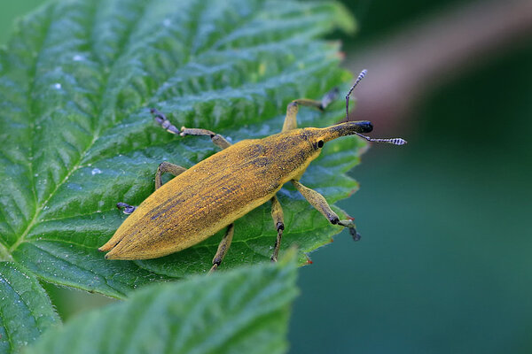 Harkkärsakas (Lixus iridis).  