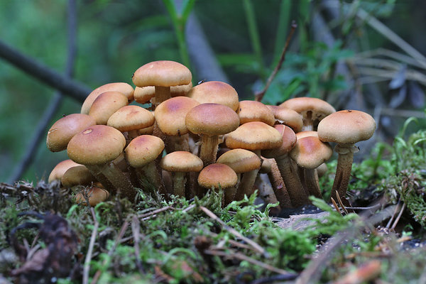 Harilik kännumampel (Kuehneromyces mutabilis)