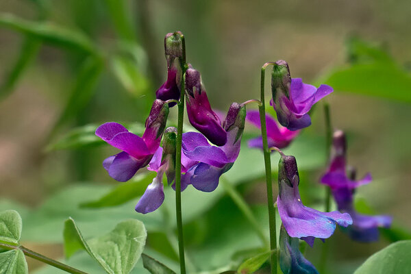 Kevadine seahernes (ld Lathyrus vernus)