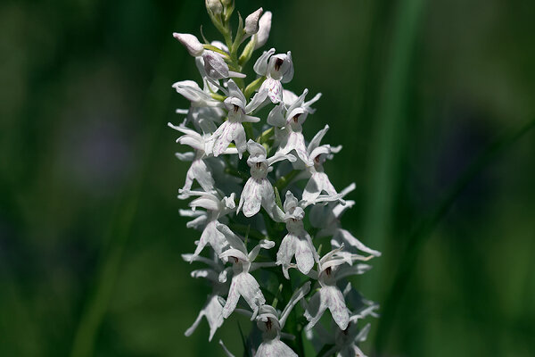 Vööthuul-sõrmkäpp (Dactylorhiza fuchsii)