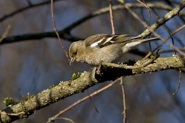 Metsvint (emaslind) (Fringilla coelebs).