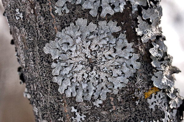 Vagu-lapiksamblik (Parmelia sulcata). Foto: Oleg Tsõmbarevich