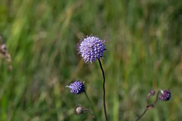 Peetrileht (Succisa pratensis). Foto: Oleg Tsõmbarevich