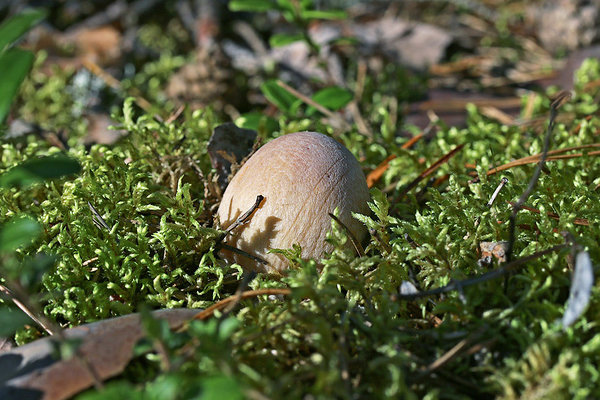 Kitsemampel, колпак кольчатый, Rozites caperatus