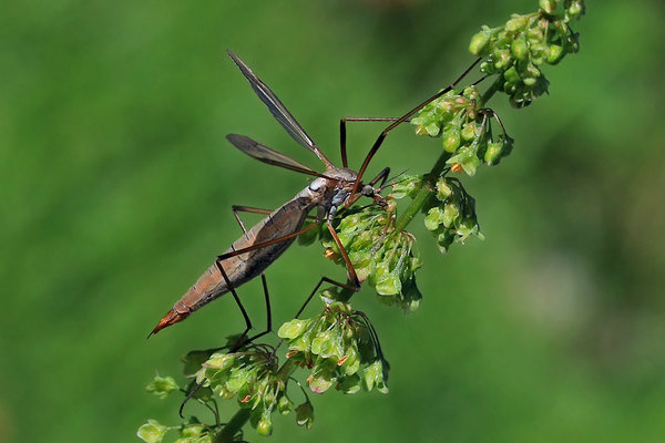 Sääriksääsk (sugukond Tipulidae).