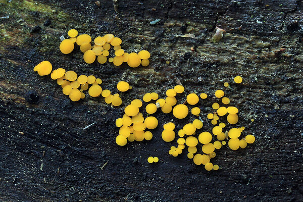 Kollane bisporell (Bisporella citrina). Iga viljakeha suurus on vaid mõni millimeeter.