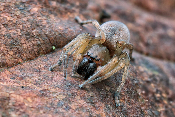 Ämblik Clubiona stagnatilis.  