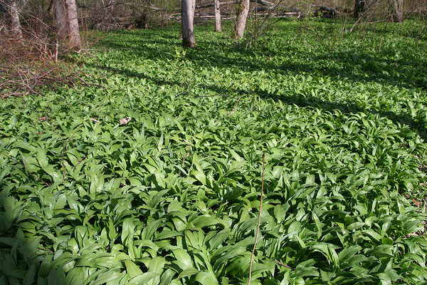 Karulauk (Allium ursinum). 