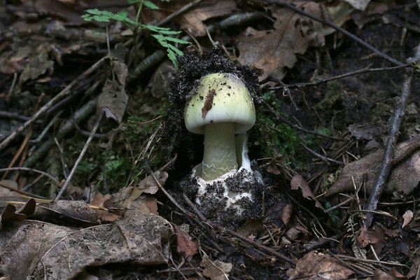 Roheline kärbseseen (Amanita phalloides)