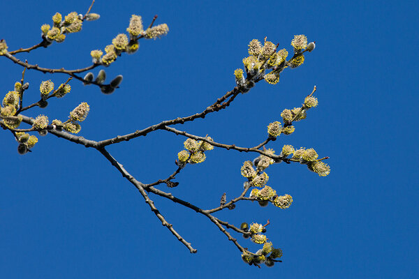 Õitsev raagremmelgas (Salix caprea)