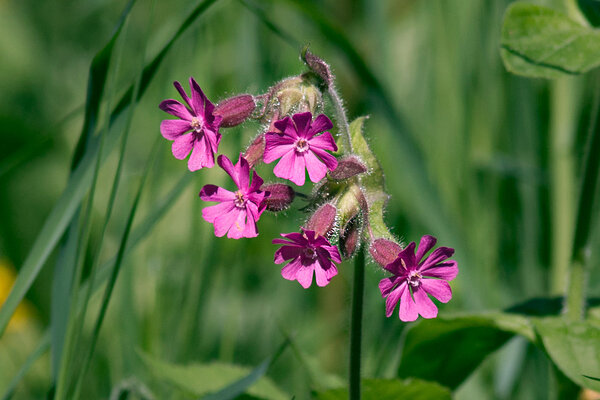 Punane pusurohi (ld Silene dioica).