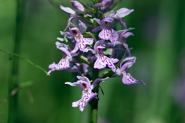 Vööthuul-sõrmkäpp (Dactylorhiza fuchsii)