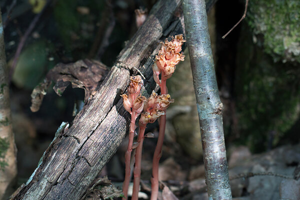 Pruunikas pesajuur (Neottia nidus-avis L.)