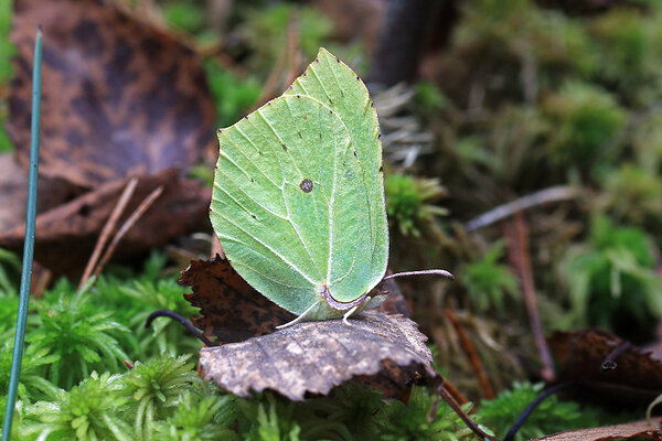 Lapsuliblikas (ld Gonepteryx rhamni) sügiseses metsas