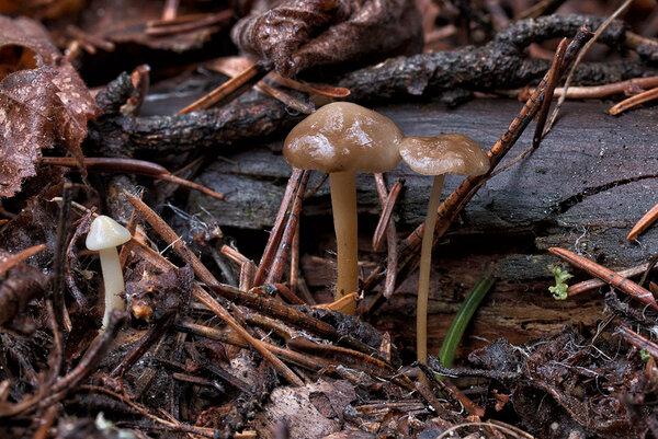 Kuusekäbikõrges (ld k Strobilurus esculentus) 