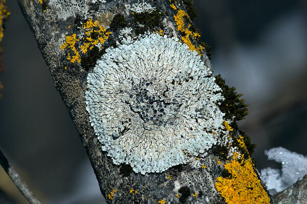 Täpiline rosettsamblik (Physcia aipolia). Foto: Oleg Tsõmbarevich