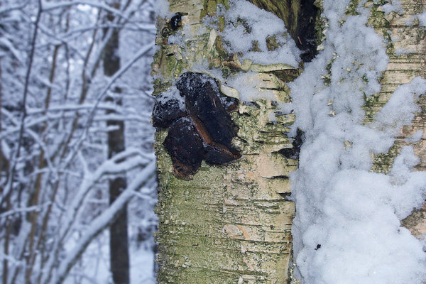 Must pässik näeb välja kui musta värvi vormitu muhk kase tüvel.