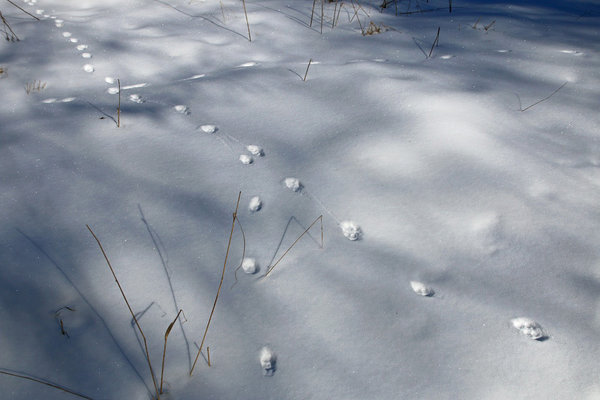 Talve lõpus jooksuajal on selliseid jälgi, kus isane kõnnib emase järel samades jälgedes, palju.