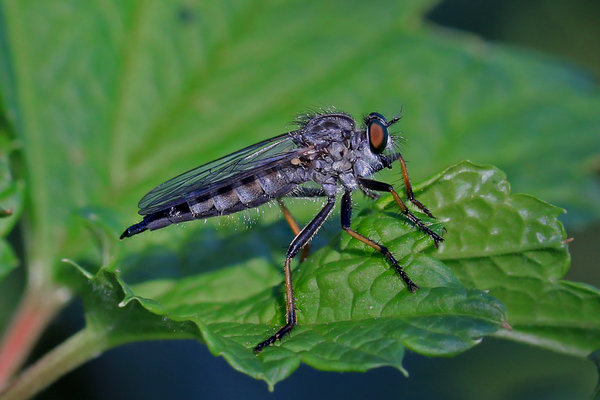 Röövkärblane (sugukond Asilidae). 