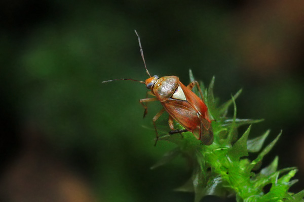 Niidu-rohulutikas (Lygus rugulipennis). 