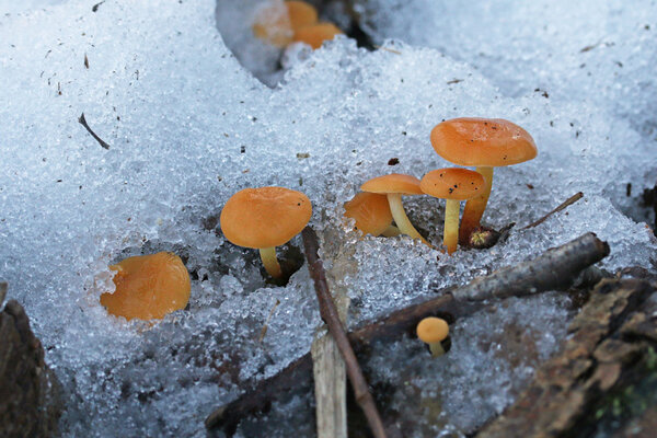 Puidu-sametkõrges (lad k Flammulina velutipes).