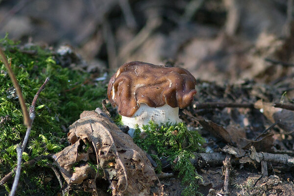 Hiidkogrits (ld Gyromitra gigas)